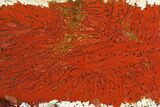 Red, Indonesian Plume Agate Slab - North Sumatra #149615-3